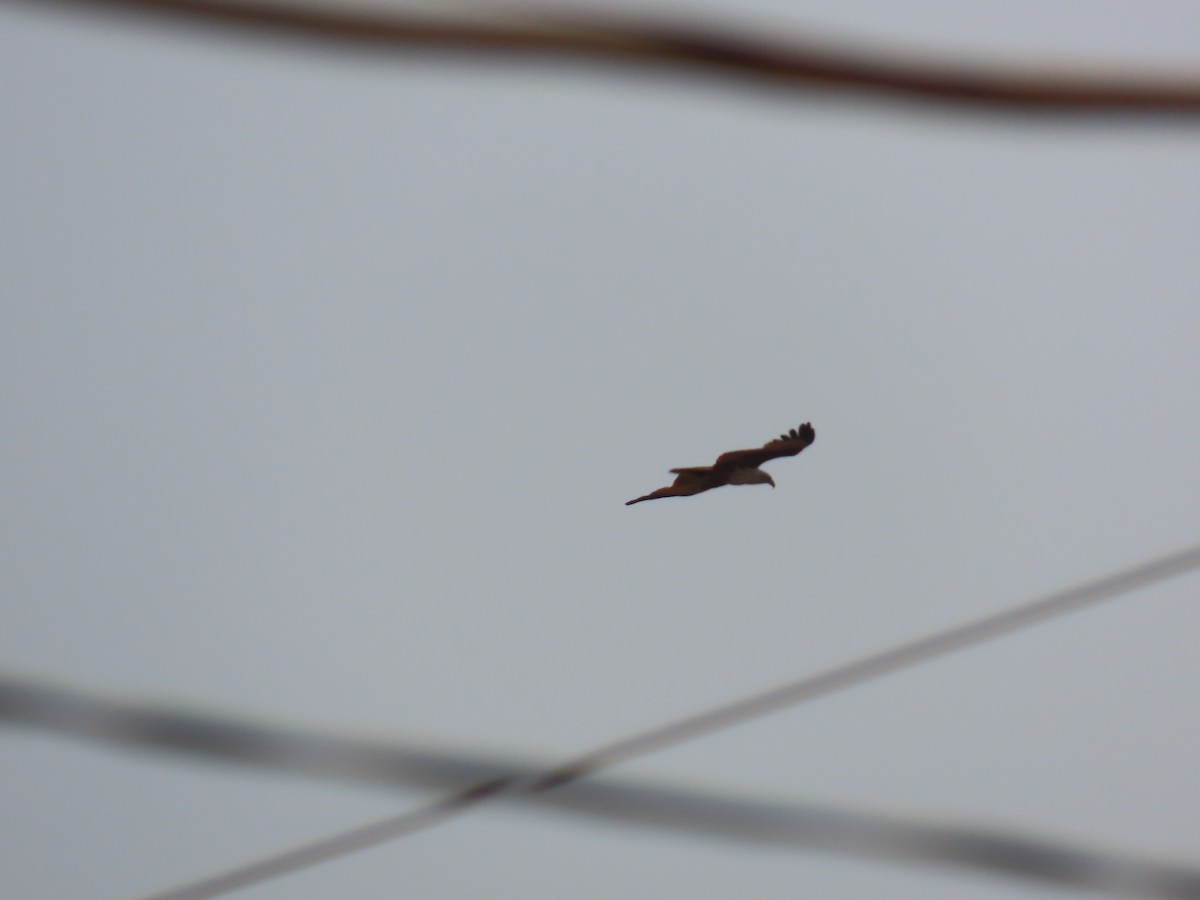 Brahminy Kite - ML620735158