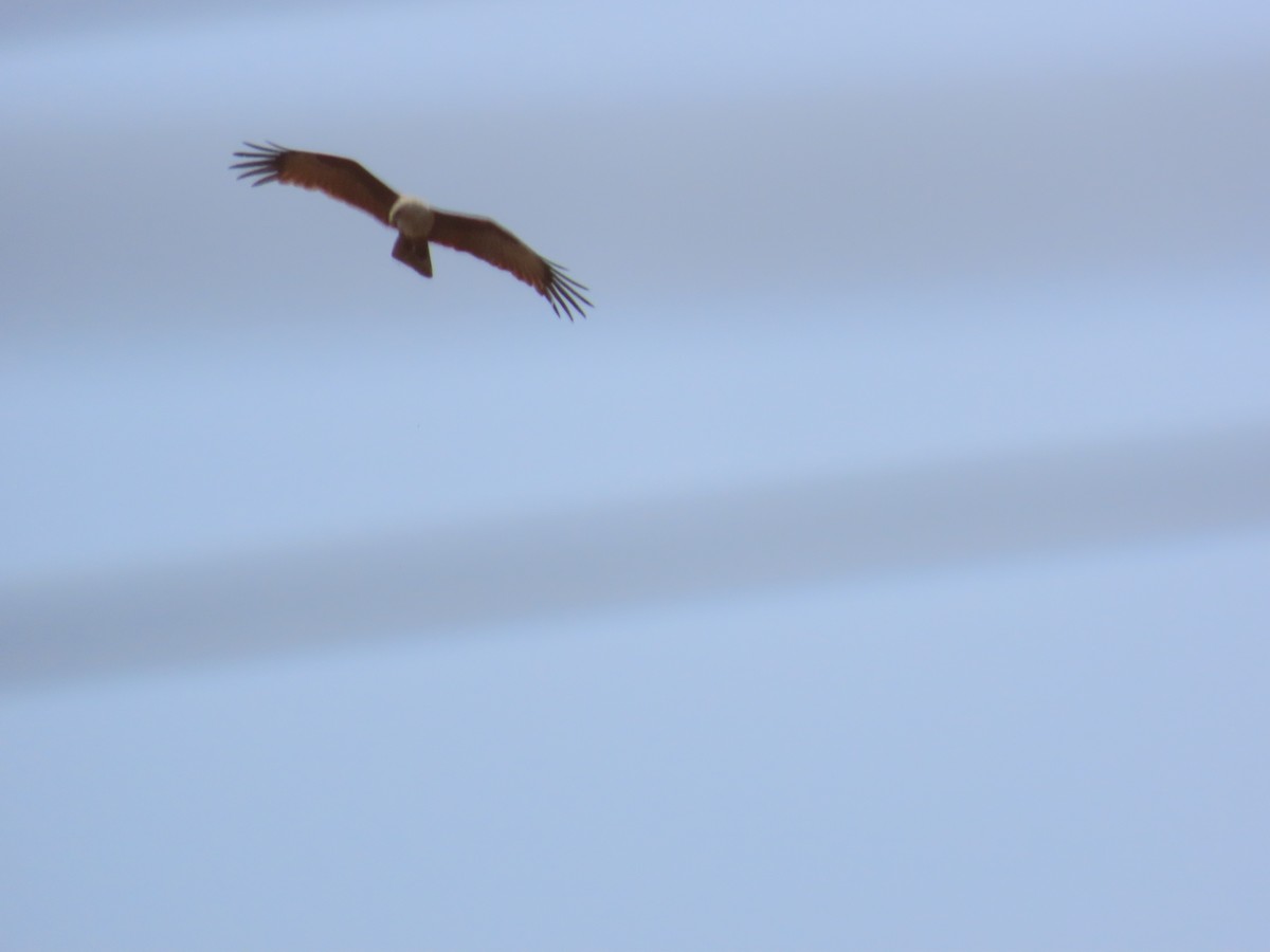 Brahminy Kite - ML620735159