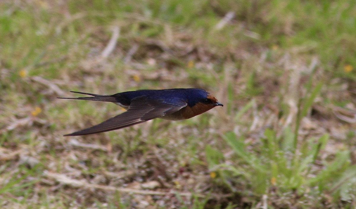 Golondrina Australiana - ML620735161