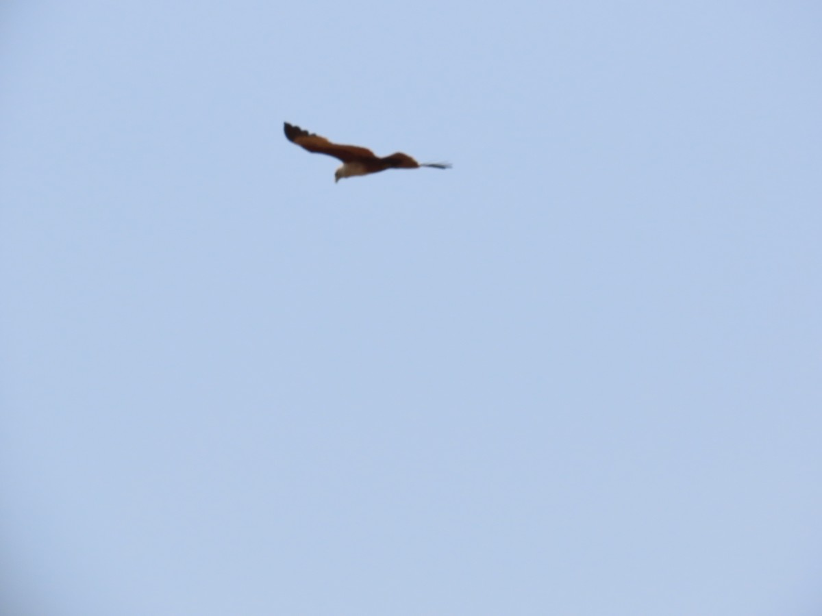 Brahminy Kite - ML620735164