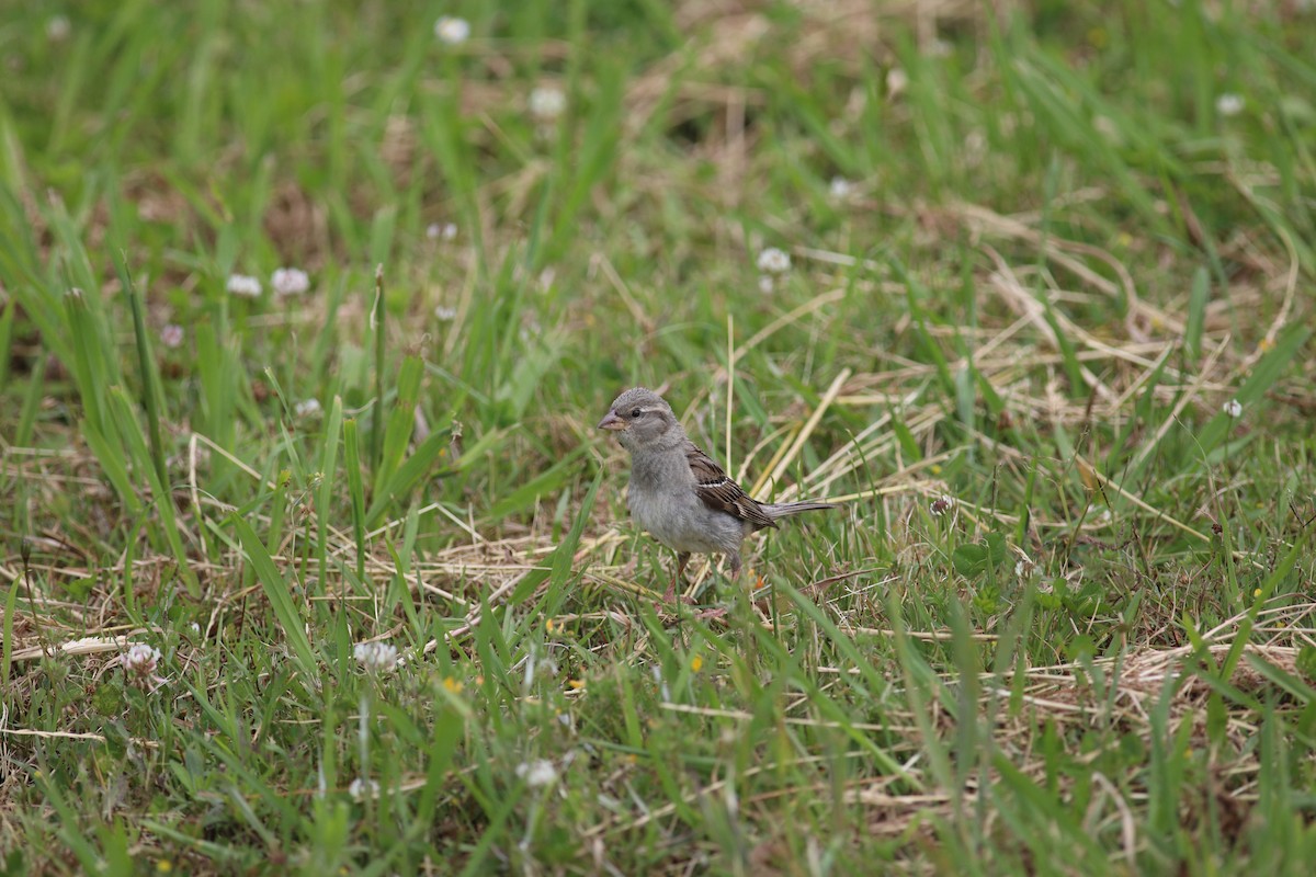 House Sparrow - ML620735165