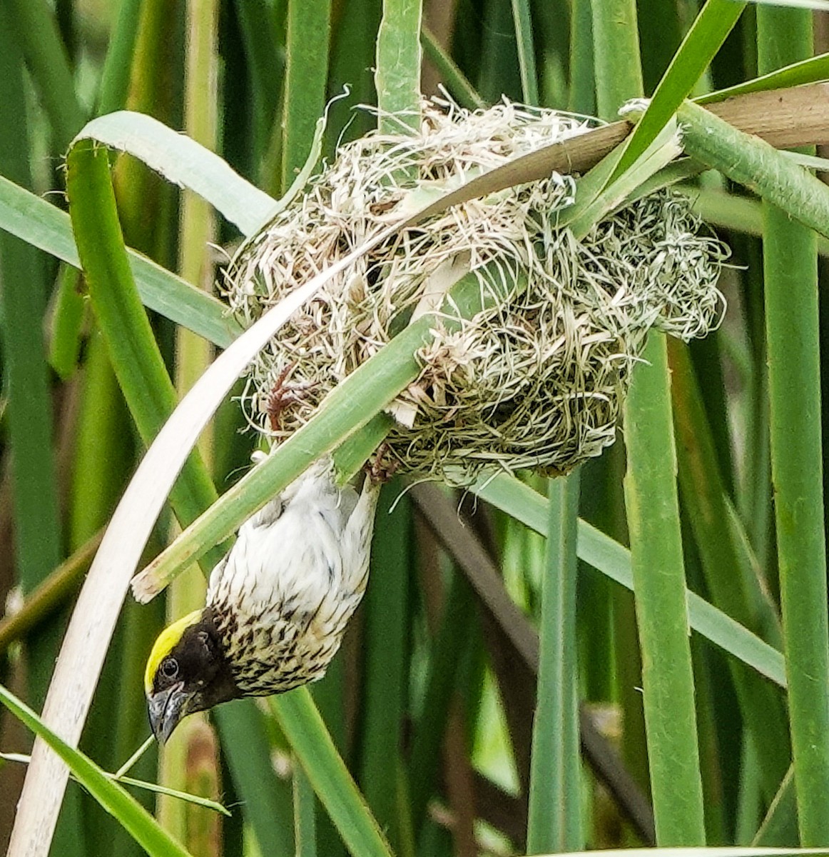 Streaked Weaver - ML620735166