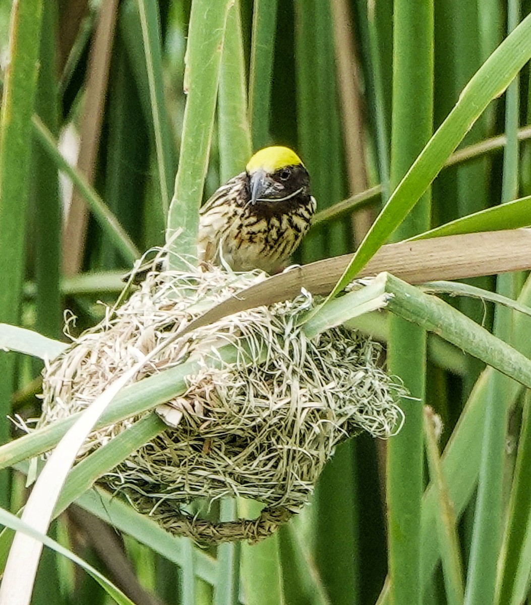 Streaked Weaver - ML620735167