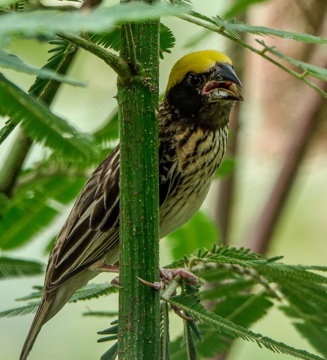 Streaked Weaver - ML620735168