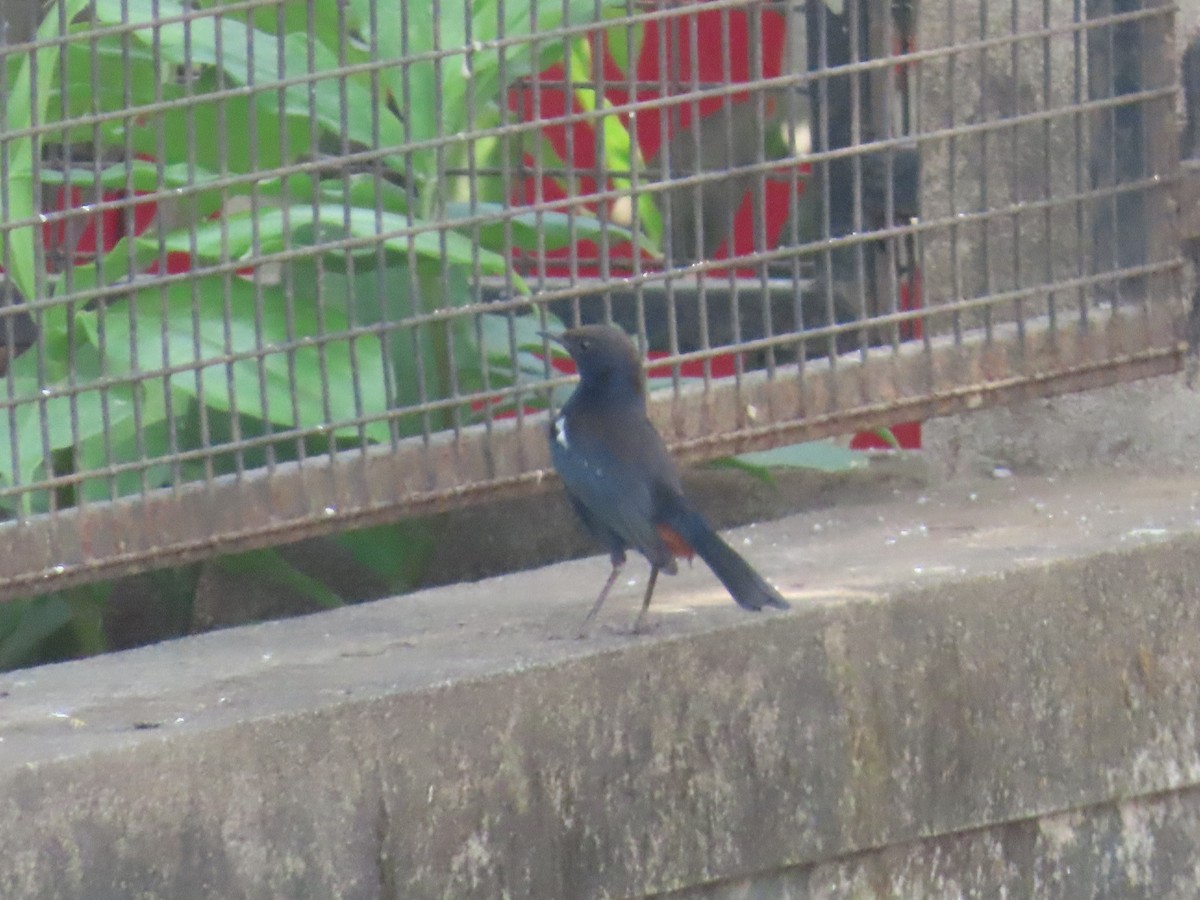 Indian Robin - ML620735169