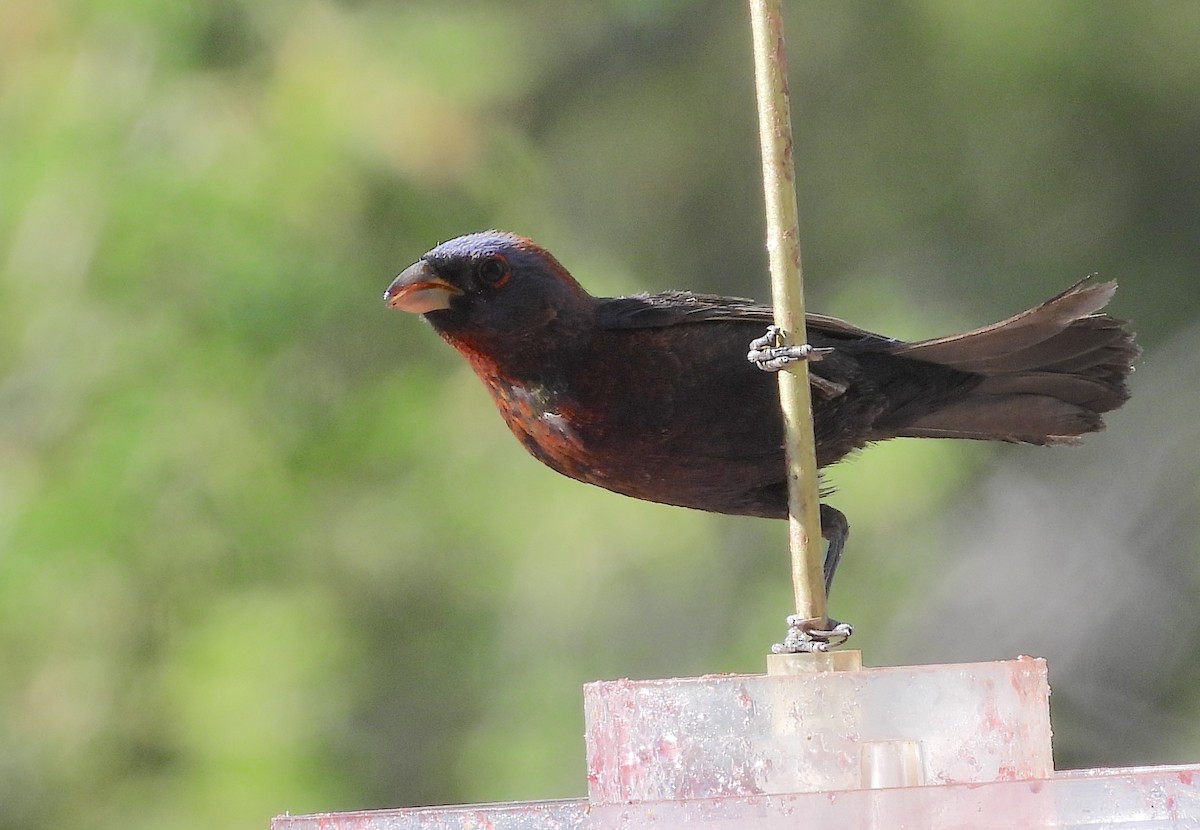 Varied Bunting - ML620735171