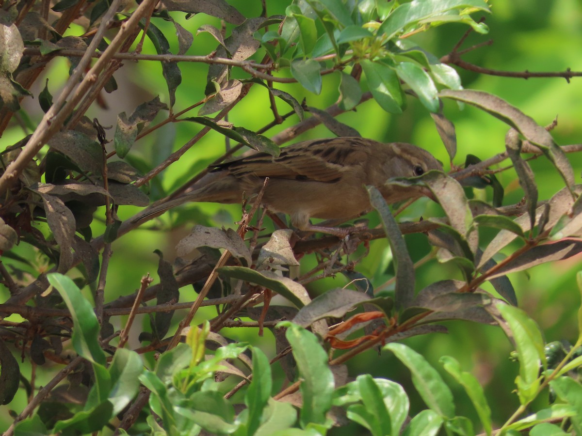 House Sparrow - ML620735174