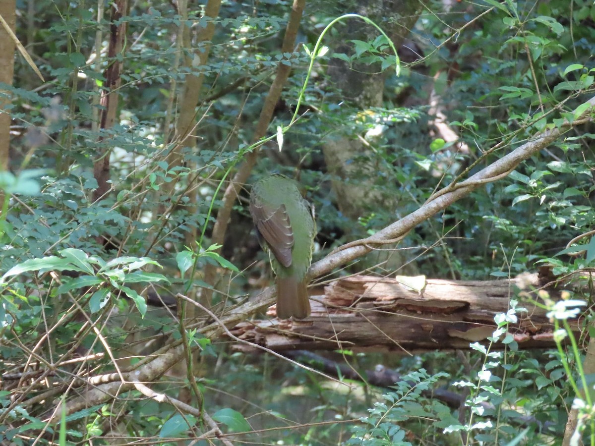 Satin Bowerbird - ML620735175