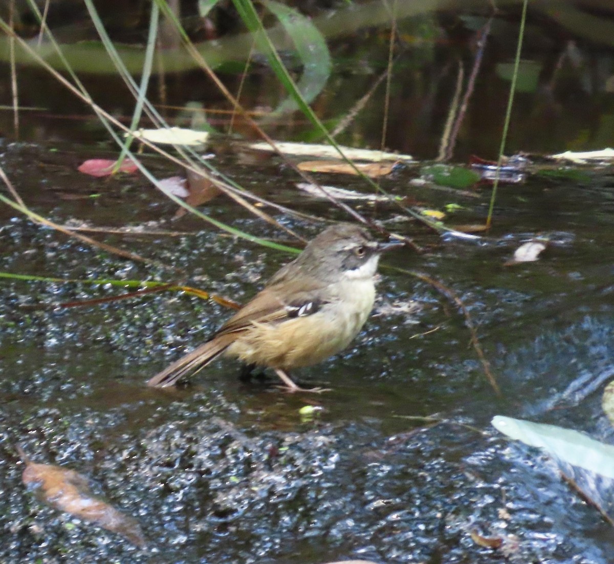 White-browed Scrubwren - ML620735177