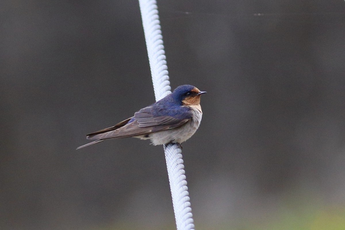 Golondrina Australiana - ML620735178