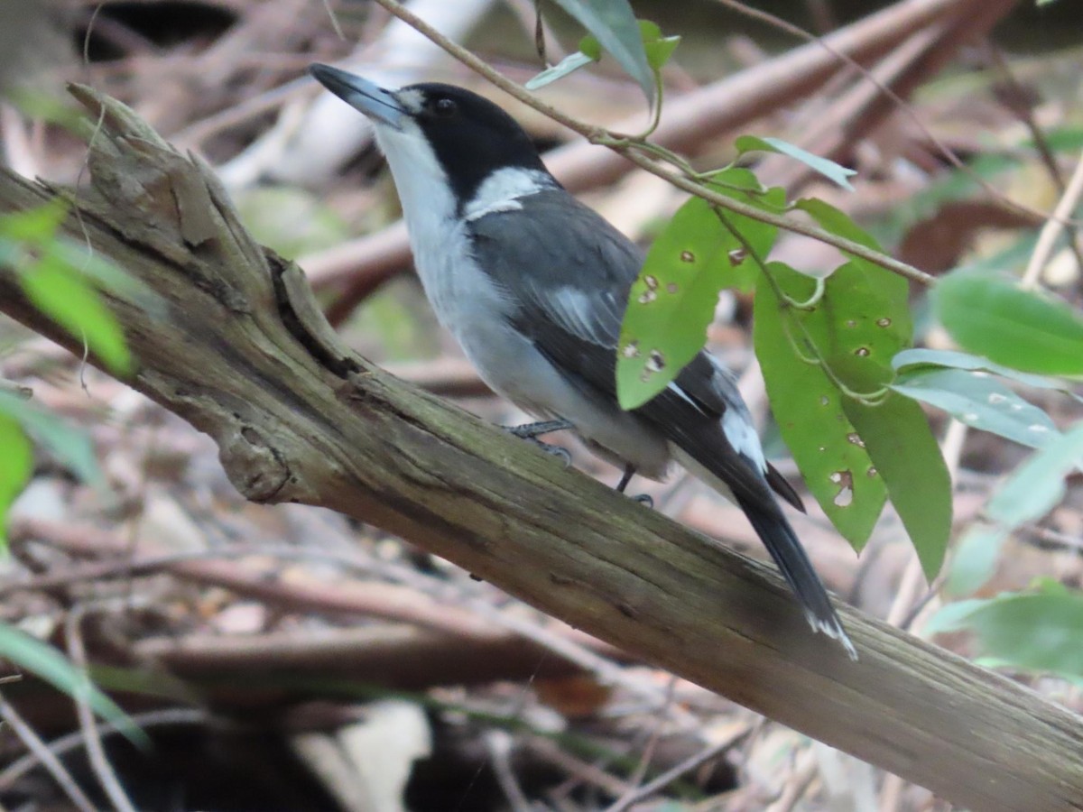 Gray Butcherbird - ML620735179