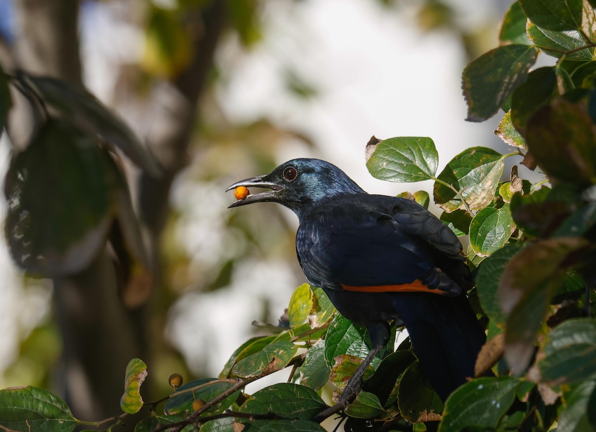 Red-winged Starling - ML620735181