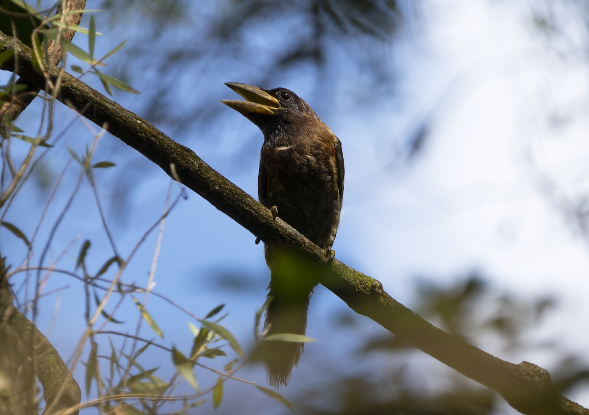 barbet velký - ML620735182