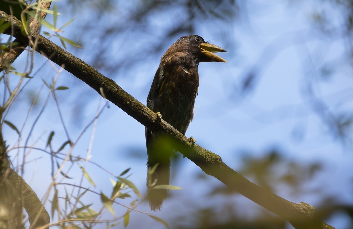 barbet velký - ML620735183