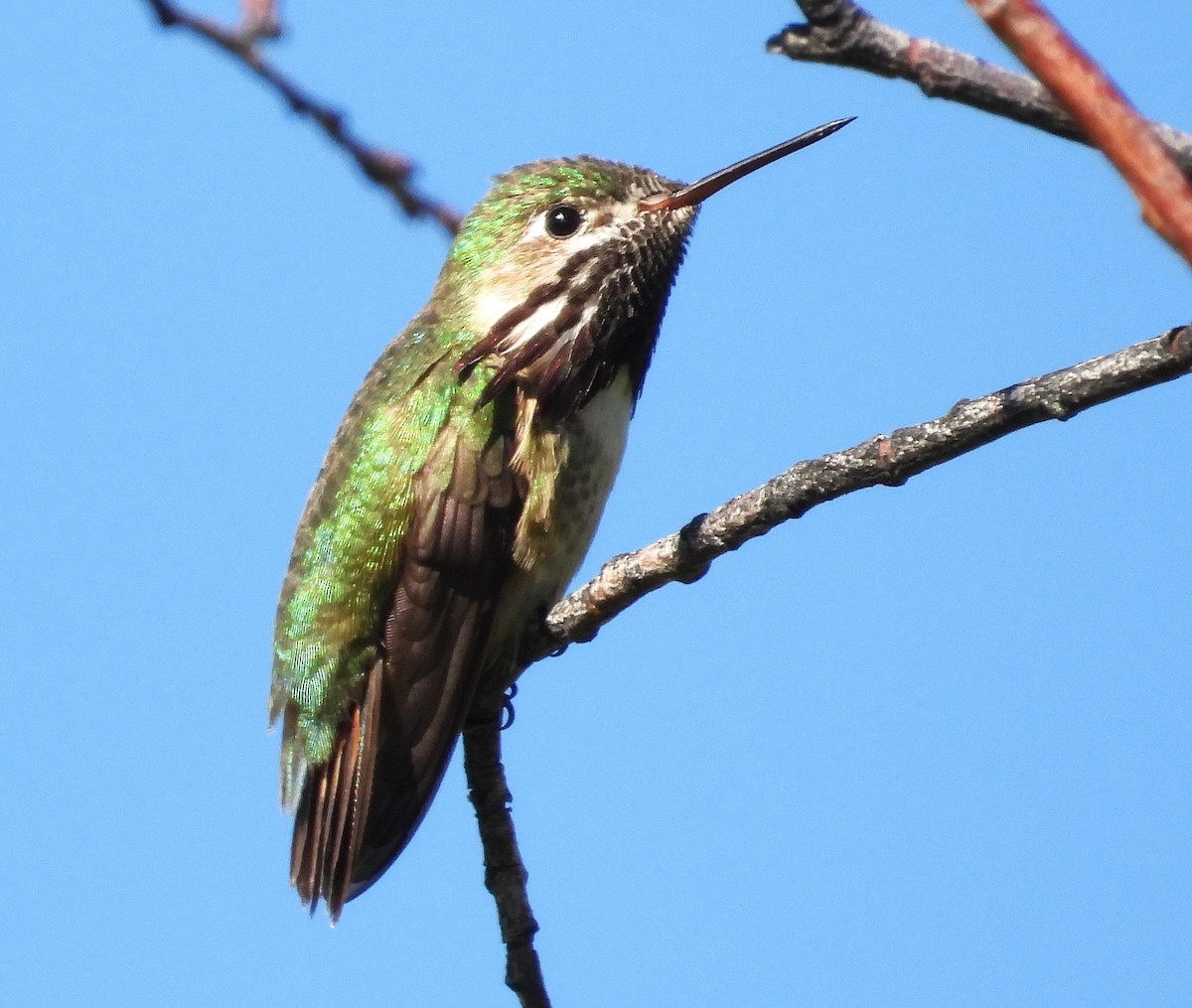 Calliope Hummingbird - ML620735185