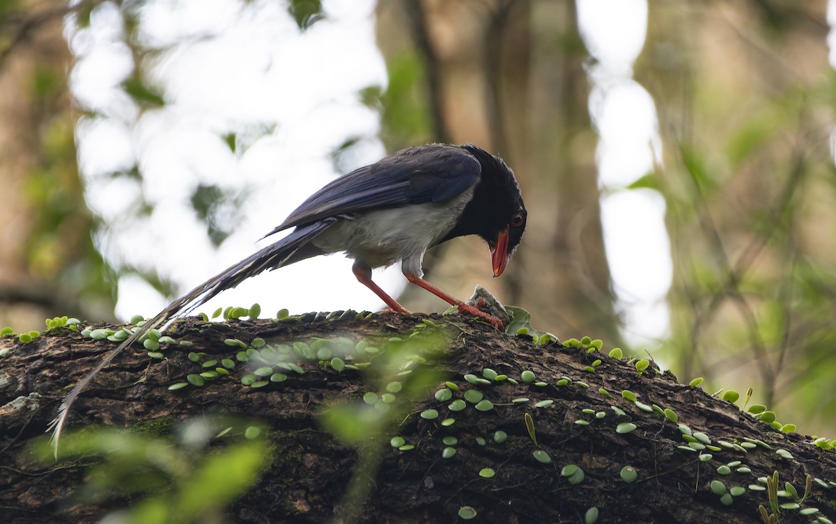 Red-billed Blue-Magpie - ML620735186