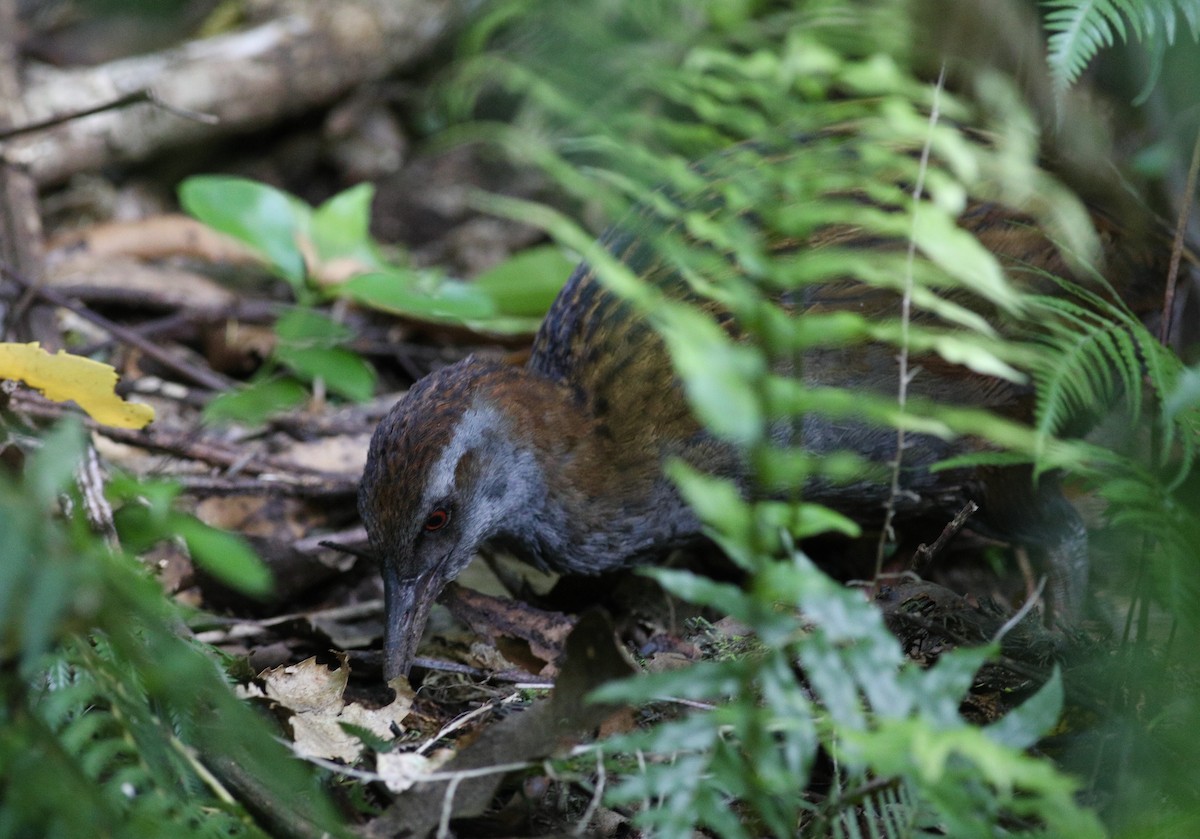 Rascón Weka - ML620735187