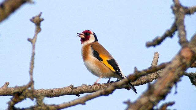 European Goldfinch - ML620735189