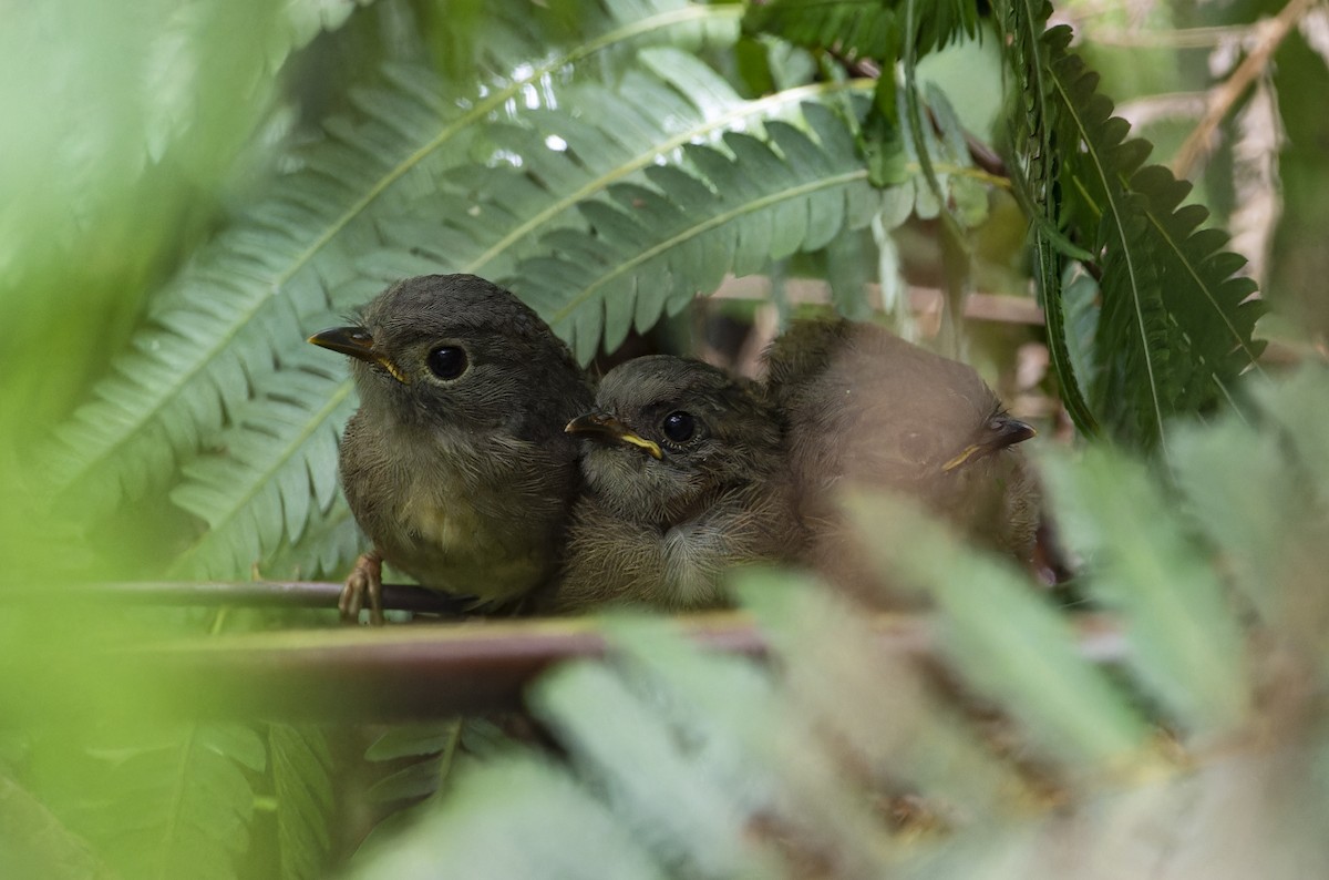 Huet's Fulvetta - ML620735193