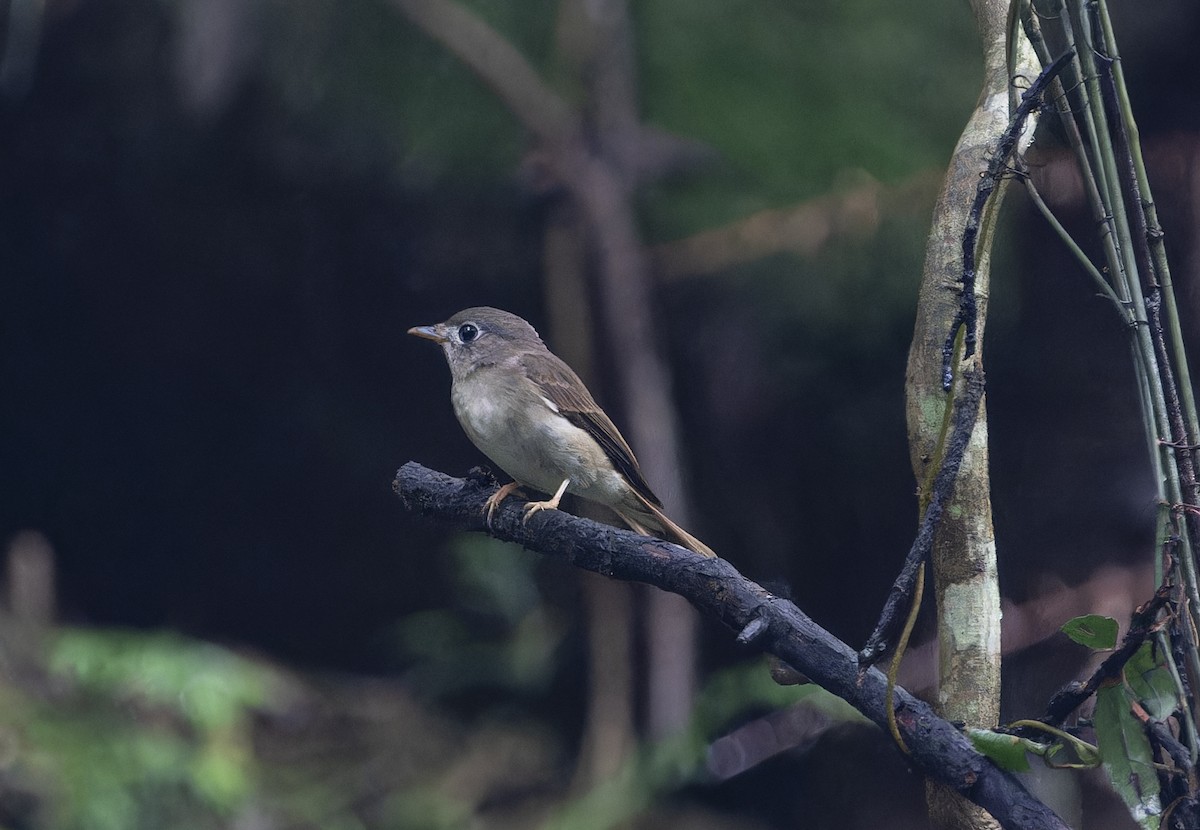 Brown-breasted Flycatcher - ML620735196