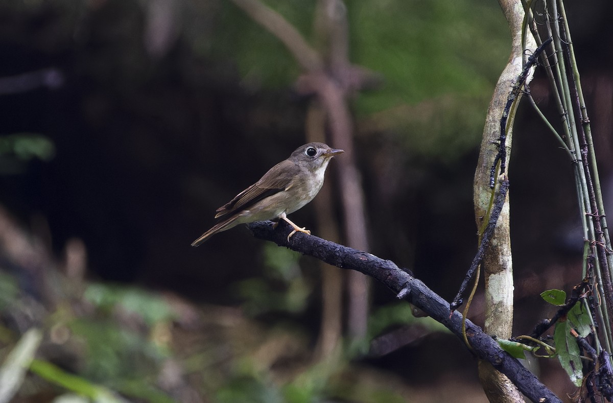 Brown-breasted Flycatcher - ML620735197