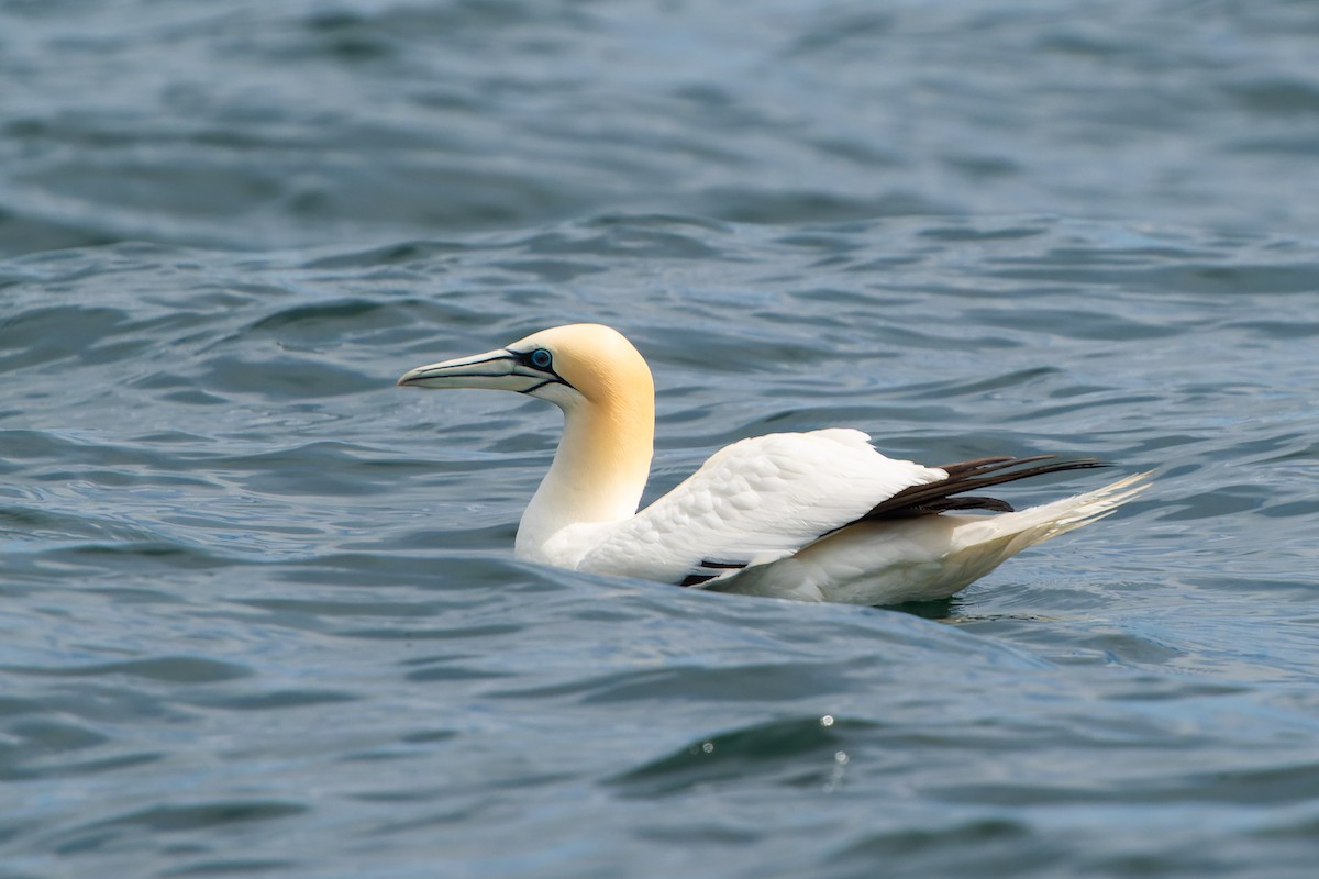 Northern Gannet - ML620735199