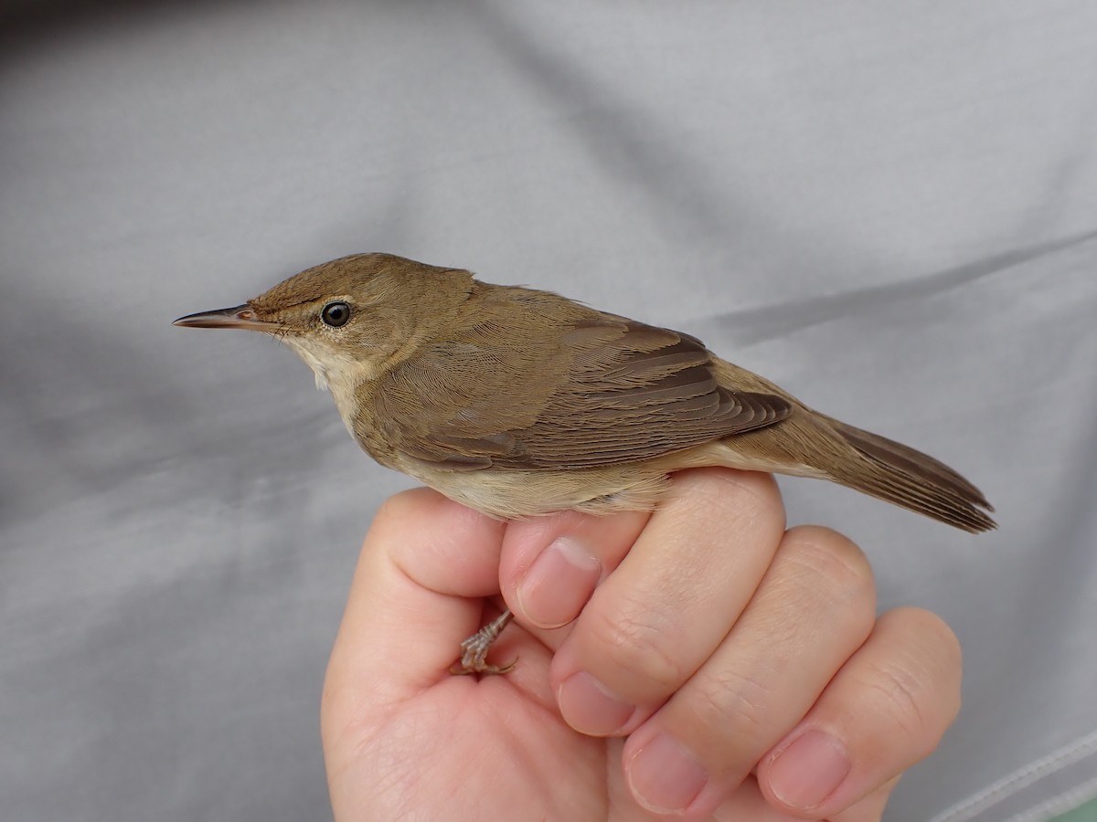 Blyth's Reed Warbler - ML620735200