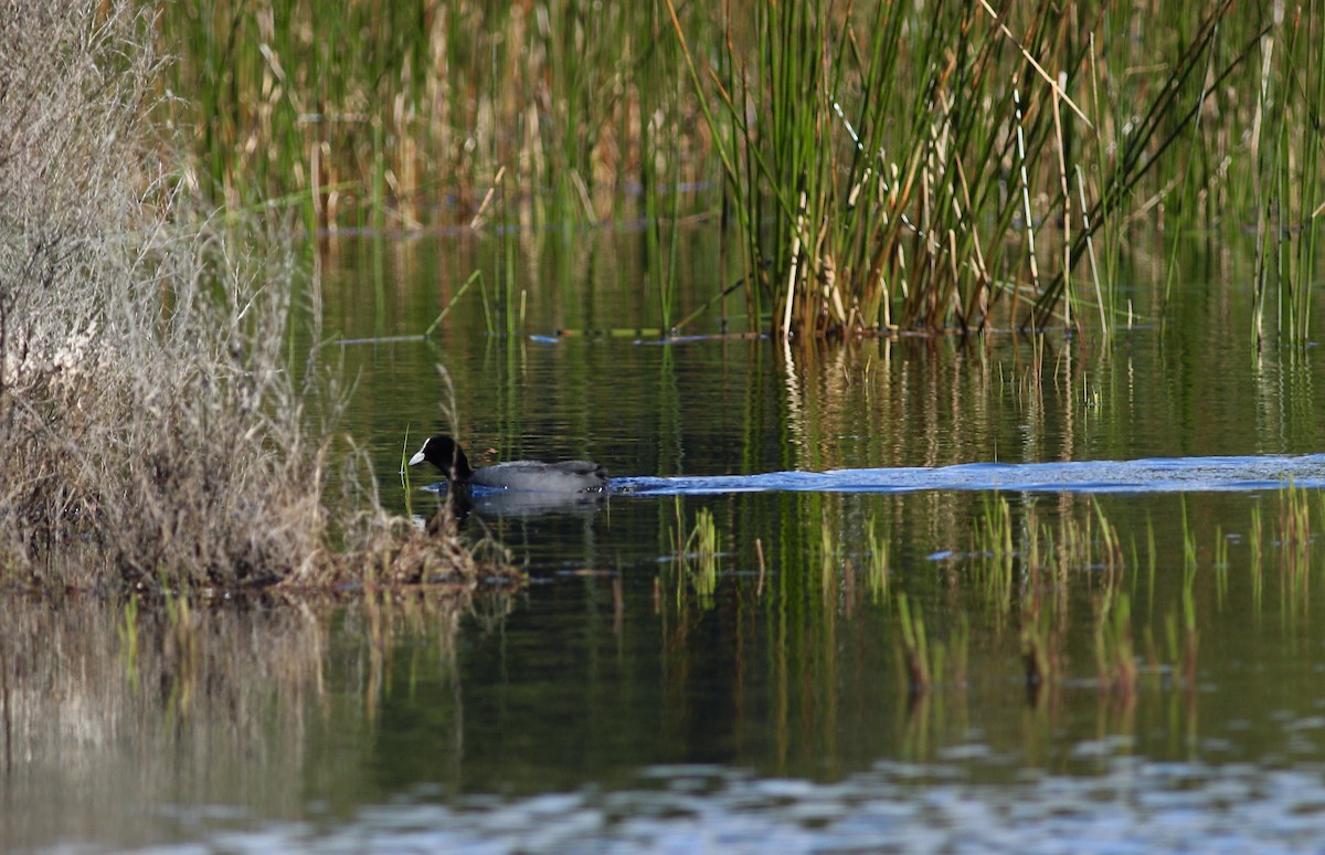 Eurasian Coot - ML620735201