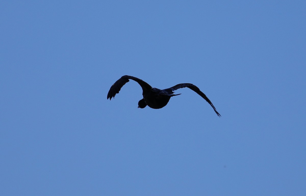 Little Black Cormorant - ML620735211