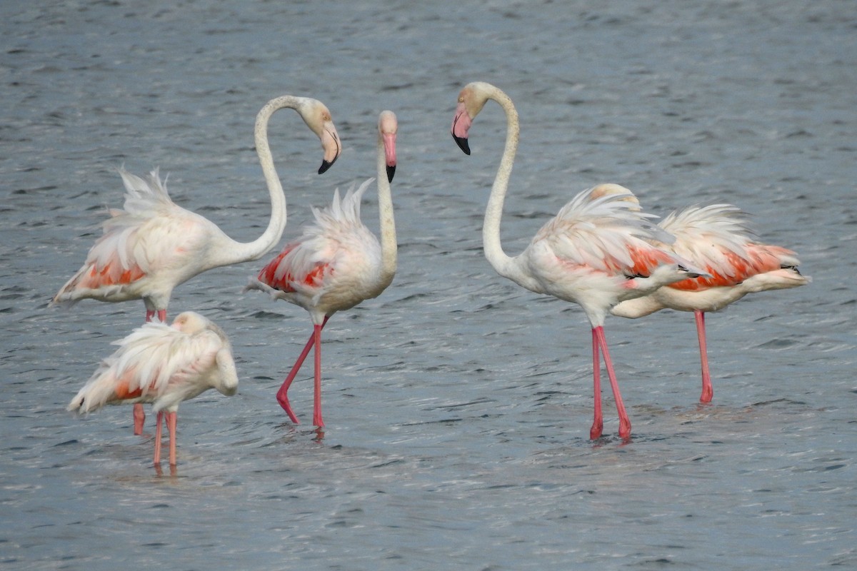 Greater Flamingo - ML620735212