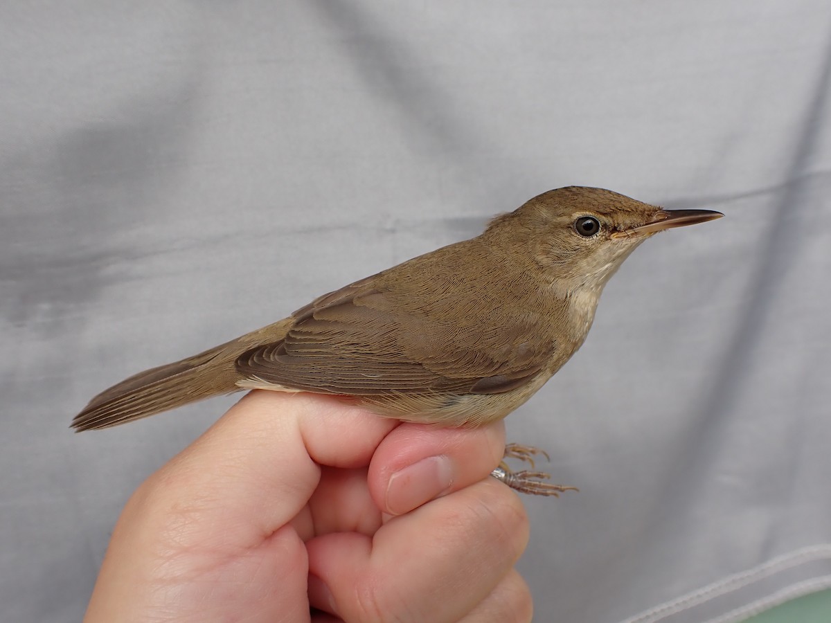 Blyth's Reed Warbler - ML620735213