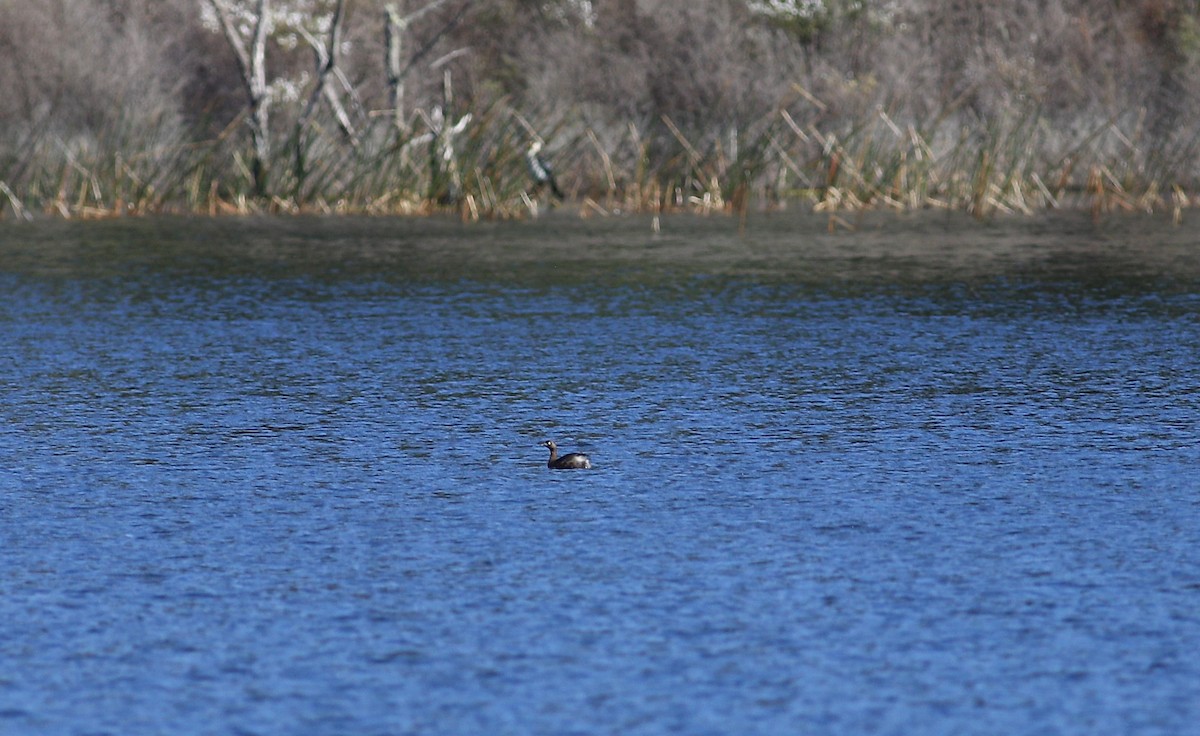 New Zealand Grebe - Oliver Burton