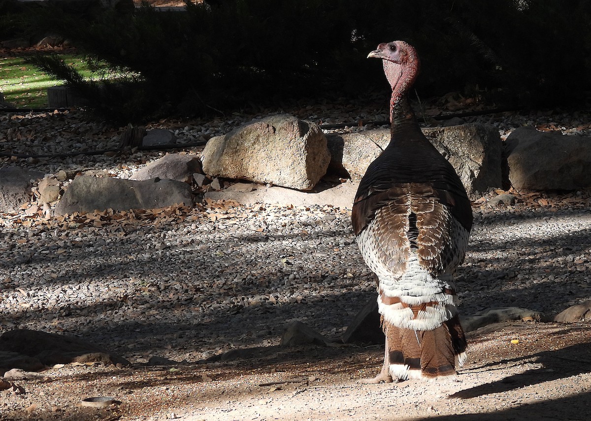 Wild Turkey - ML620735218