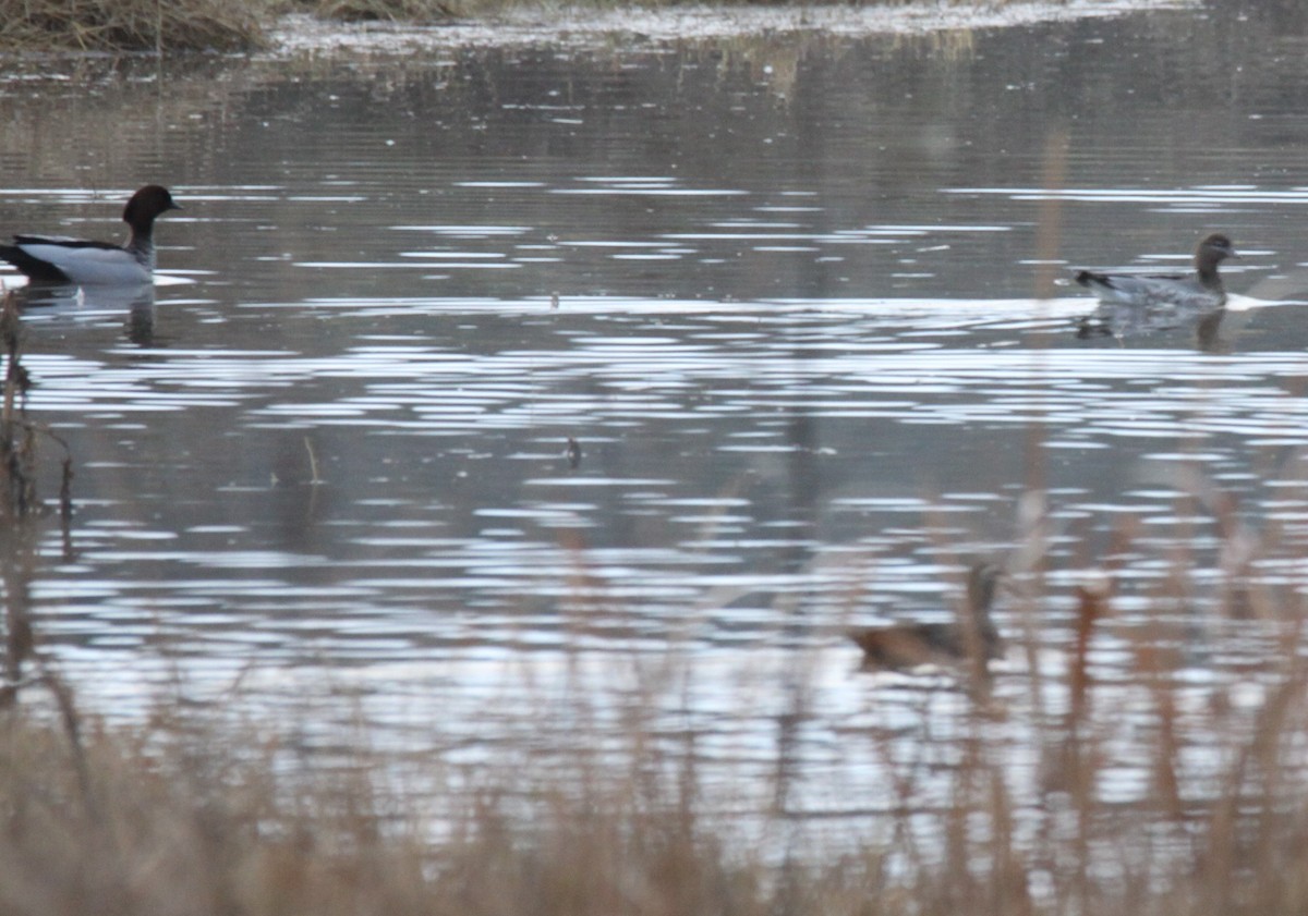 Maned Duck - ML620735219