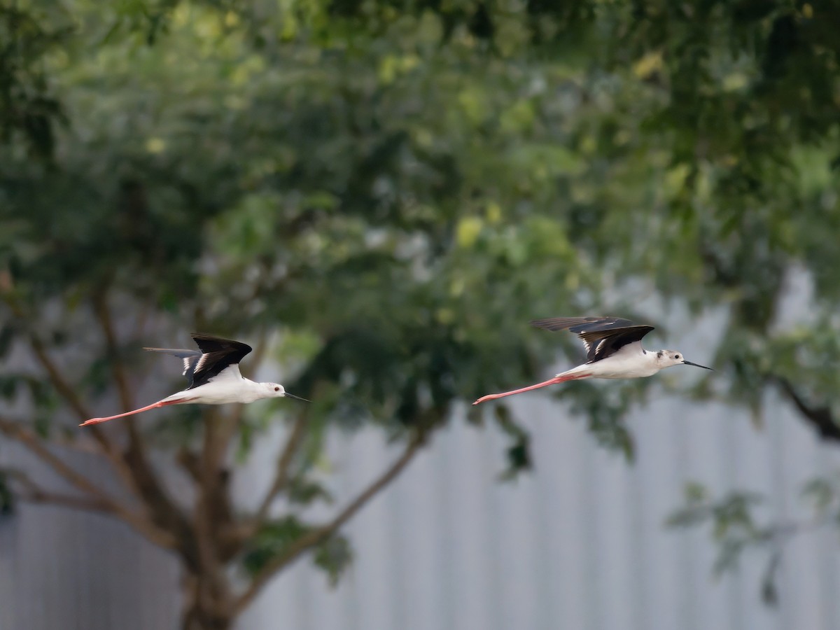 Black-winged Stilt - ML620735222