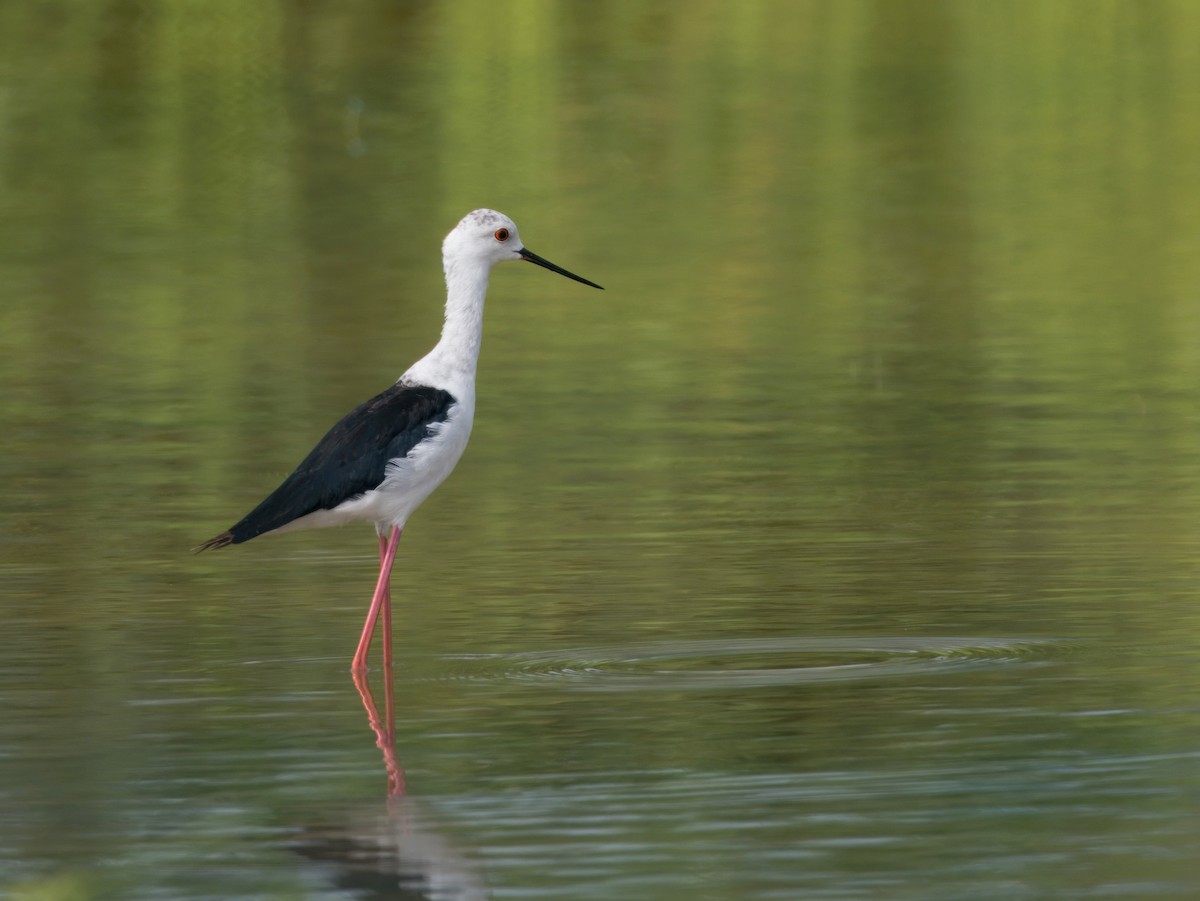 Black-winged Stilt - ML620735225