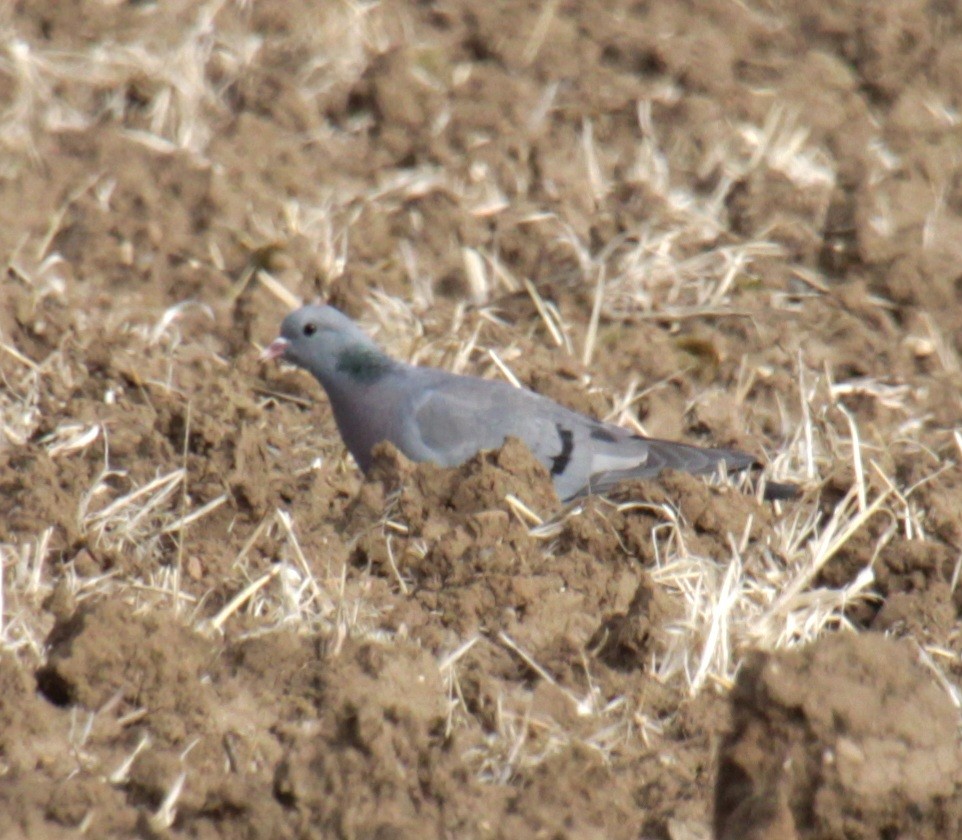 Stock Dove - ML620735226