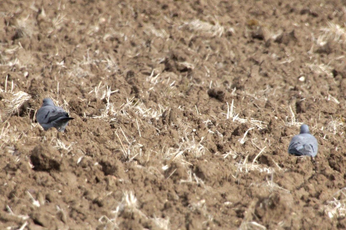 Stock Dove - ML620735227