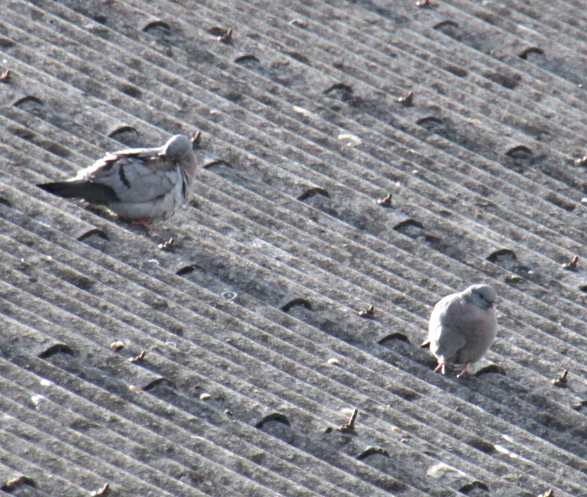 Stock Dove - ML620735228