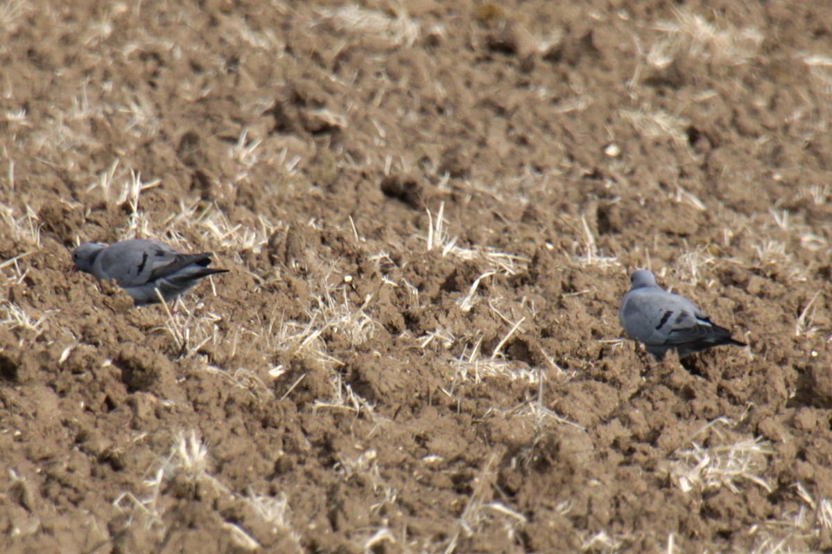 Stock Dove - ML620735230