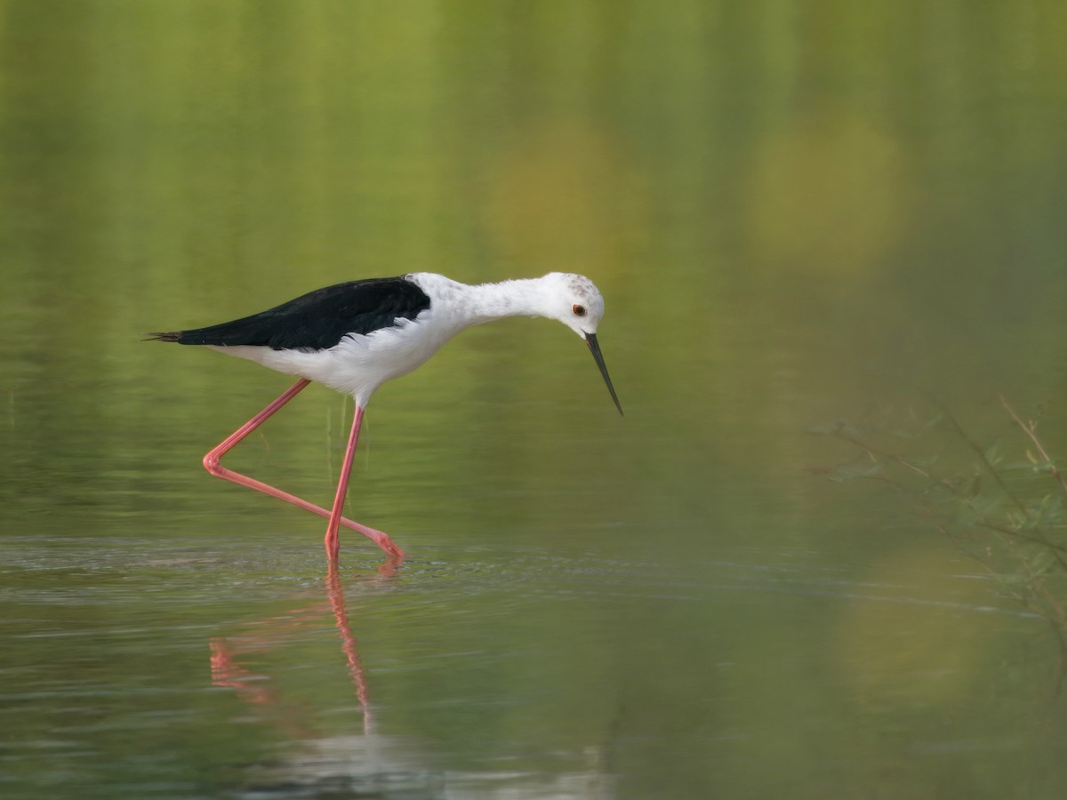 Black-winged Stilt - ML620735232