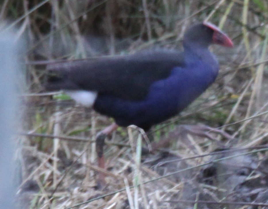 Australasian Swamphen - ML620735233