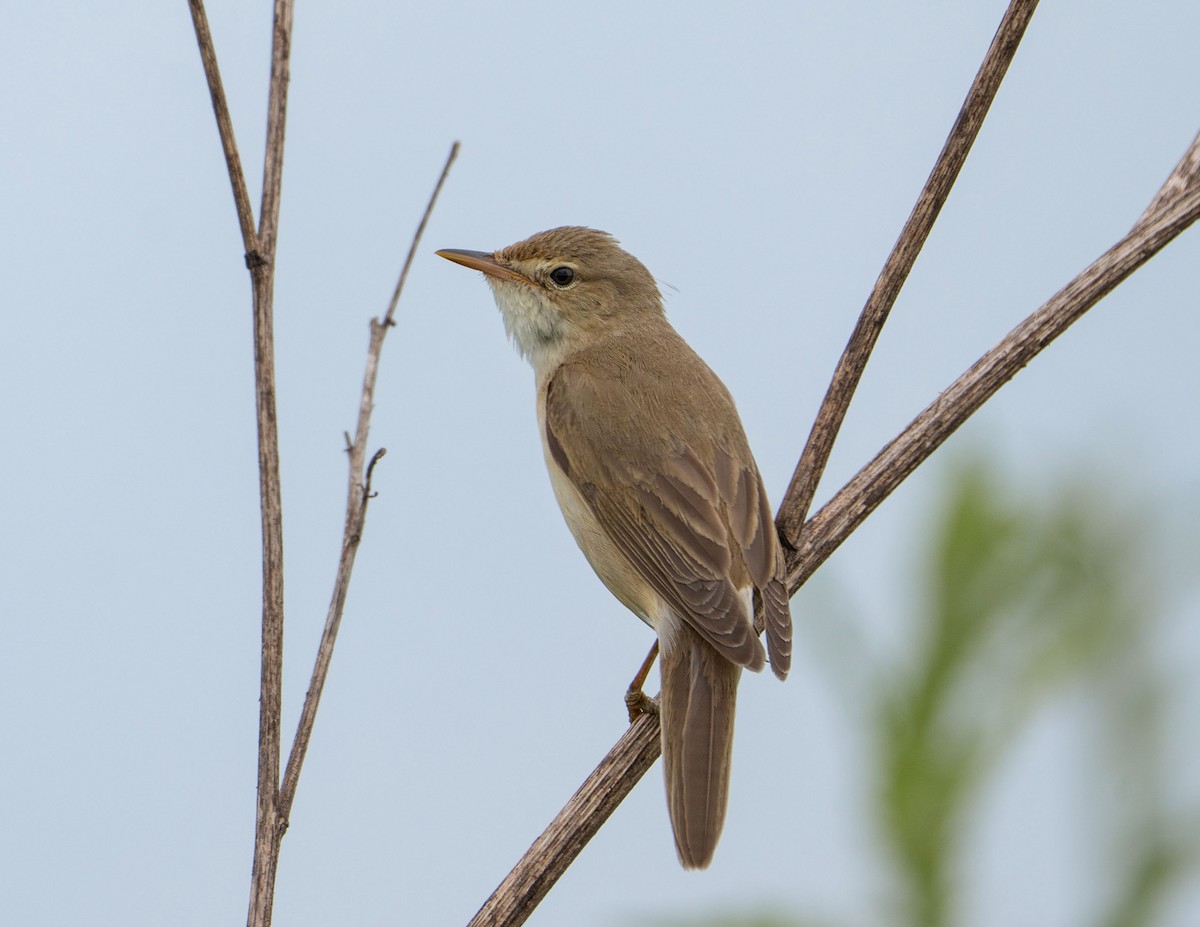 Marsh Warbler - Aliaksei Brouka