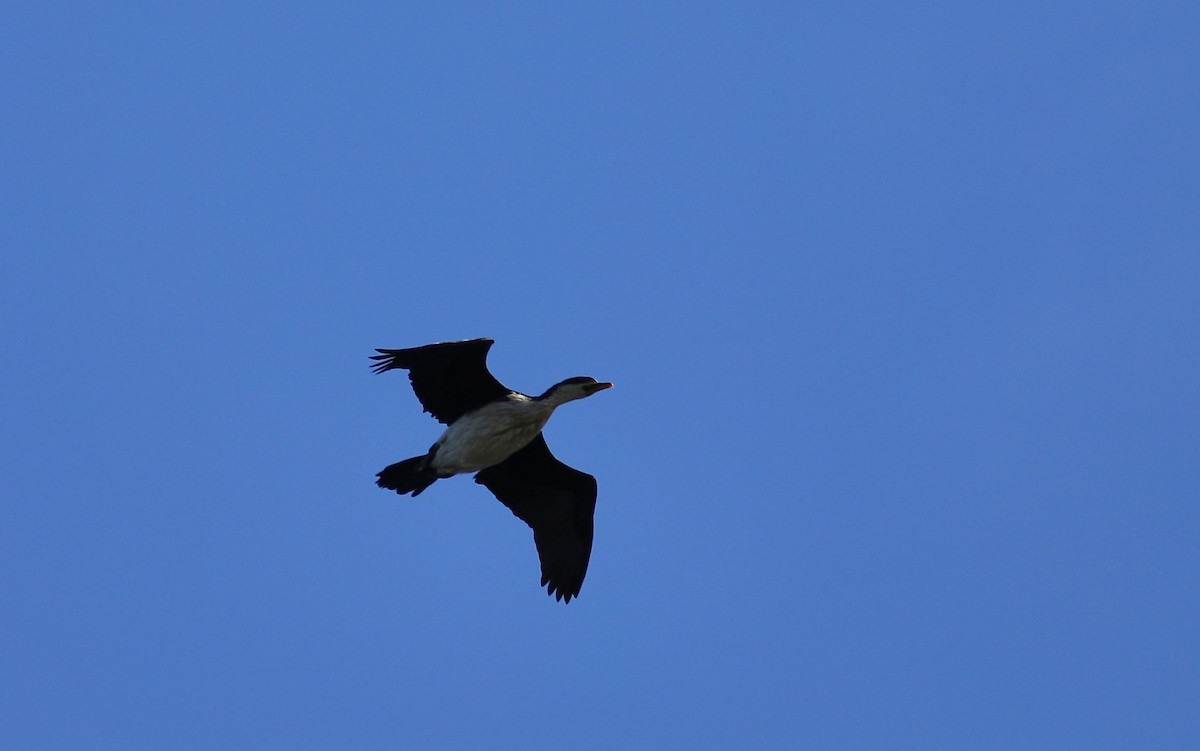 Little Pied Cormorant - ML620735235