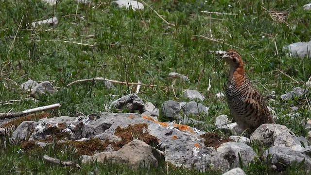 Tibetan Partridge - ML620735236