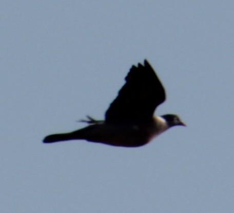 Common Wood-Pigeon (White-necked) - ML620735237