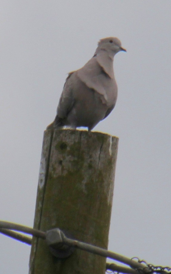 Eurasian Collared-Dove - ML620735240