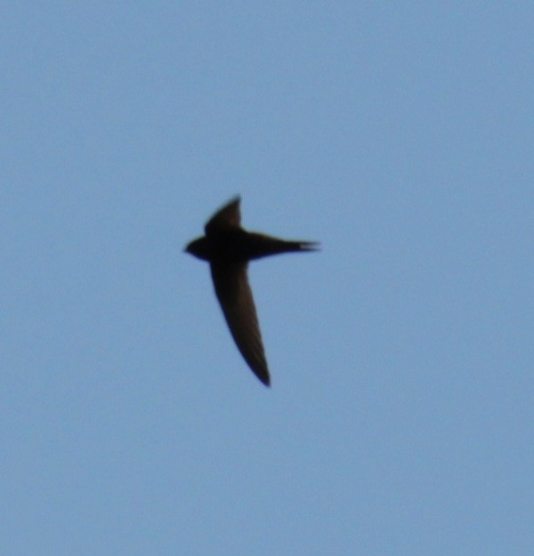 Common Swift - ML620735241