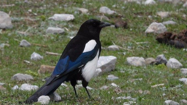 Black-rumped Magpie - ML620735243