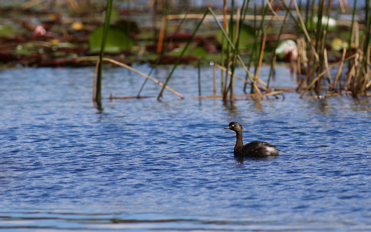 New Zealand Grebe - ML620735244